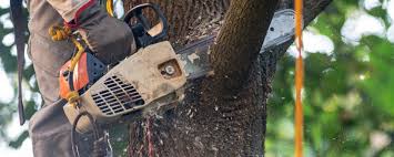 Best Tree Health Inspection  in Lake Arbor, MD