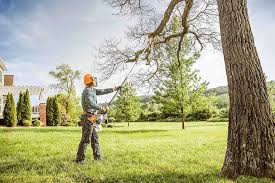 Best Tree Cabling and Bracing  in Lake Arbor, MD