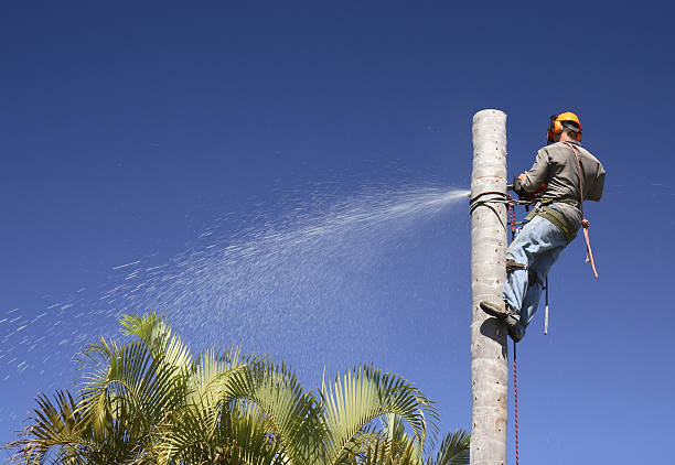 Best Tree and Shrub Care  in Lake Arbor, MD