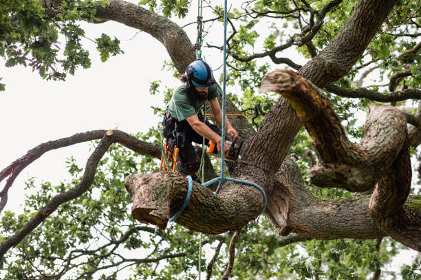 Best Palm Tree Trimming  in Lake Arbor, MD