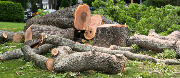 Best Tree Maintenance Programs  in Lake Arbor, MD