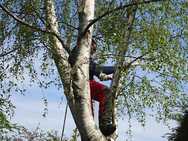 Best Firewood Processing and Delivery  in Lake Arbor, MD