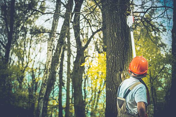 Best Storm Damage Tree Cleanup  in Lake Arbor, MD