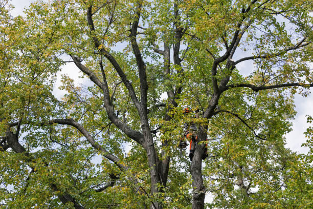 How Our Tree Care Process Works  in  Lake Arbor, MD